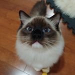 Franklin Dodd - @frankiebaconsragdoll - Instagram