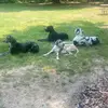 Dane Life - @franklindodson7 - TikTok