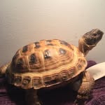 Franklin R. Dodson - @russian.tortoise - Instagram