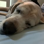 Franklin Dougherty-Jimenez - @franklinthecuddlypup - Instagram
