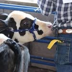 Franklin County Fair - @franklincountyfairiowa - Instagram