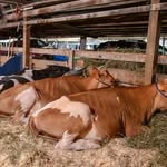 Franklin County Fair, PA - @franklincofairpa - Instagram
