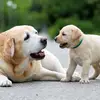 franklinmm - @franklindoglover12 - TikTok