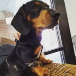 Franklin Head - @franklintheweeniedog - Instagram