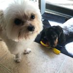 Franklin Howard & Febe Linda - @frankandfebe - Instagram