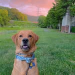 Franklin - @franklin_knox_ - Instagram