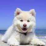 Franklin Mcgee - @puppyloversmix - Instagram