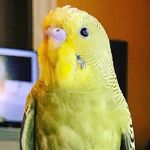 Duffles Franklin Mortimer jr. - @duffy_the_bird - Instagram