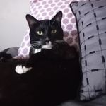 Franklin - @franklin_mortimer21 - Instagram