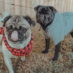 Franklin & Mortimer - @pugbrothers101 - Instagram