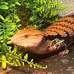 Franklin Mortimer Burns Tha First - @foodwithfranktheskink - Instagram