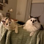 Franklin and Norman - @frank.and.norm - Instagram