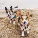 Franklin & Oliver - @heyitsfranklinthecorgi - Instagram