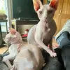 Franklin & Oliver - @franklin.oliver73 - TikTok