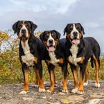 Franklin, Kevin och Oliver - @greaterswissisatsolvik - Instagram