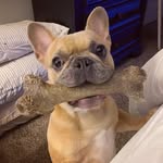 Franklin Oliver Snow “Frankie” - @hey_frank_a - Instagram