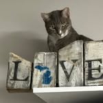 Franklin Pack Sr - @maintenancemeowman - Instagram