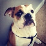 Franklin Graham Perkins - @frank.the.bulldog - Instagram
