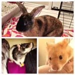 Ember 🐰, Franklin 🐹, & Rex 🐭 - @2rodents_and_a_lagomorph - Instagram
