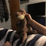 Franklin Nigel Rex - @franklinsinsta - Instagram