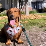 Franklin Rex - @lets.be.frank_327 - Instagram