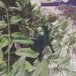 Franklin T-rex - @franklin.awesomeness.trex - Instagram