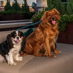 Sir Benjamin ‘Benny’ Franklin & Rex - @bennyandtherex - Instagram