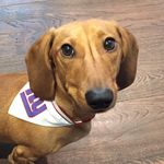 Franklin Delano Roach - @franklindoxiedoo - Instagram
