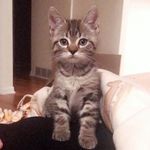 Franklin Rogers - @franklinrogersthekitten - Instagram