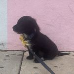 Franklin - @franklinroofsevelt - Instagram