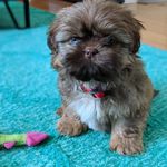 Franklin Delano Roofsavelt - @franklin_delano_roofsavelt - Instagram