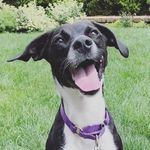 Dorothy & Franklin - @dorothy.and.franklin - Instagram