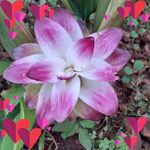 Dorothy Rutherford Reddick Franklin - @dorothy.r.franklin - Instagram