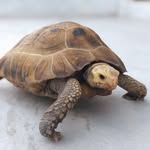 Franklin Teltea Royte 🐢 - @franklinroyte - Instagram