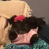 Frankie🐾🐾 - @franklinrulestheworld - TikTok