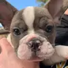 Frankie my baby - @franklin._.rules - TikTok