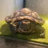 Franklin_The_Turtle - @franklinsamsontheturtle - TikTok
