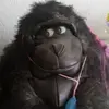 Frank Schultz - @frank.schultz4 - TikTok
