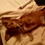 Franklin Schultz - @franklin_hotdog - Instagram