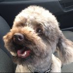 Franklin Simpson - @__franklinthepoodle__ - Instagram