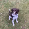Frank the springer spaniel - @frankthespringer1 - TikTok