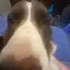 Franklin - @franklin.the.springer - TikTok
