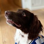 Franklin 🐾 - @franklinenglishspringerspaniel - Instagram