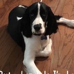 Franklin Delano Roosevelt - @franklin_the_springer - Instagram