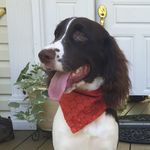 Franklin The Springer - @franklinthespringer - Instagram