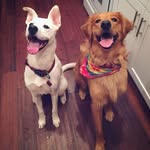 Franklin & Stanley - @itsfranknstan - Instagram