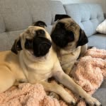 Franklin & Stanley - @pugswithpassports - Instagram