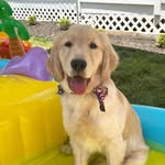 Franklin Stanley - @frank.thegoldentank - Instagram