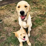 Stanley + Franklin - @stanleyandfranklin_ - Instagram
