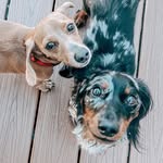 Stanley + Franklin Mendola - @stanleyandfranklin220 - Instagram